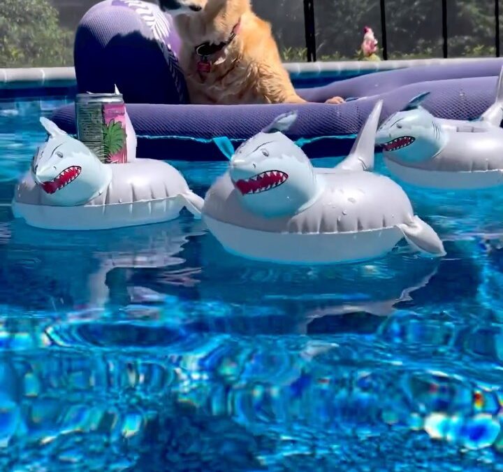 Dog days of summer with @finnegan_bell_  ️ : @finnegan_bell_ #leviavideo #livelevia #cannabisdrink #beverages #spikedseltzer #seltzer #elevatedexperiences #cannabisinfused #northshorema #boston #chasingdreams #masscannabiscommunity #newbrand #manufacturing #highdrate #cannabis #cannabiscommunity #cannabisculture #hightimes #indica #sativa #hybrid #highlife #cannabissociety #highsociety #dreamachievecelebrate